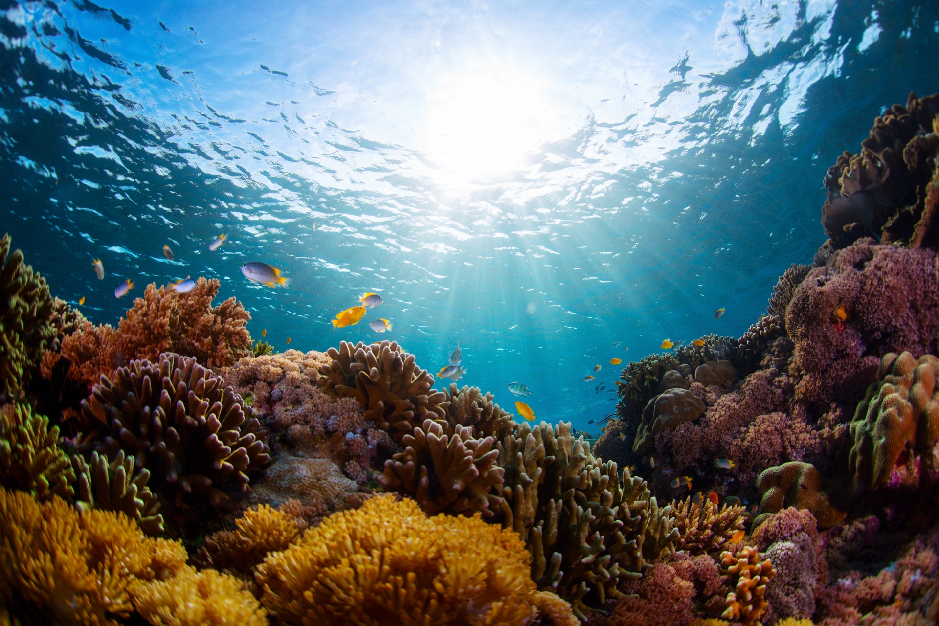 Ocean and fisheries restoration
